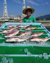 和歌山マリーナシティ釣り堀 釣果