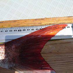 フィッシングボートACE(エース) 釣果