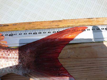 フィッシングボートACE(エース) 釣果