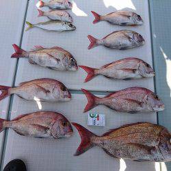 フィッシングボートACE(エース) 釣果