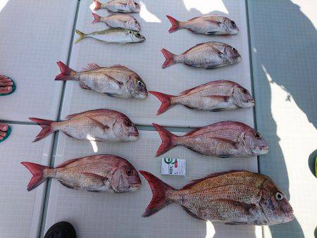 フィッシングボートACE(エース) 釣果