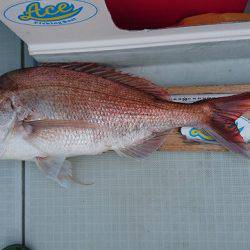 フィッシングボートACE(エース) 釣果