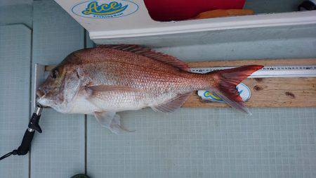 フィッシングボートACE(エース) 釣果