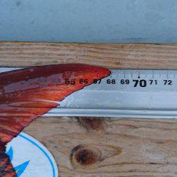 フィッシングボートACE(エース) 釣果