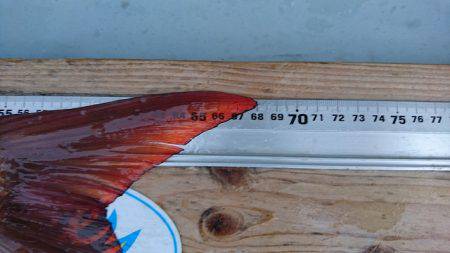 フィッシングボートACE(エース) 釣果