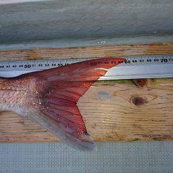 フィッシングボートACE(エース) 釣果