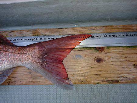 フィッシングボートACE(エース) 釣果