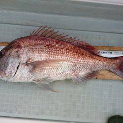 フィッシングボートACE(エース) 釣果