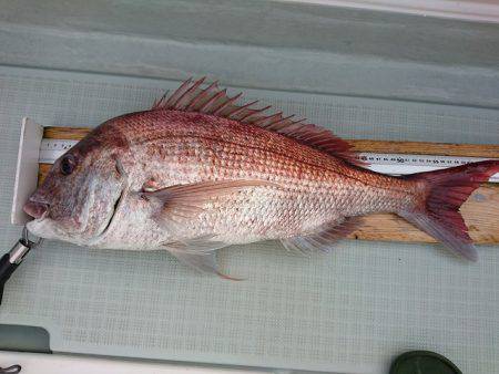 フィッシングボートACE(エース) 釣果