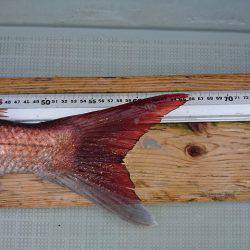 フィッシングボートACE(エース) 釣果