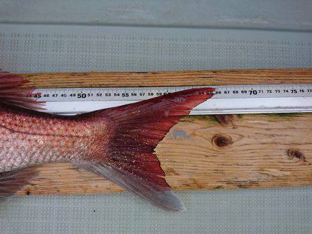 フィッシングボートACE(エース) 釣果