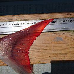 フィッシングボートACE(エース) 釣果