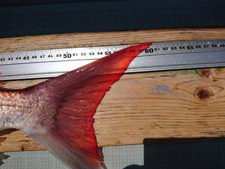 フィッシングボートACE(エース) 釣果