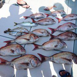 フィッシングボートACE(エース) 釣果