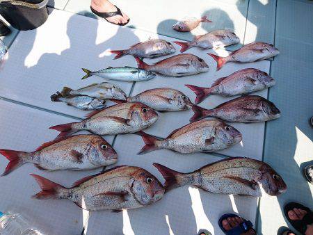 フィッシングボートACE（エース） 釣果