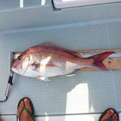 フィッシングボートACE（エース） 釣果