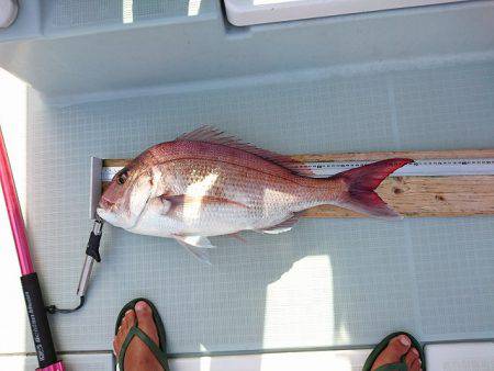 フィッシングボートACE（エース） 釣果