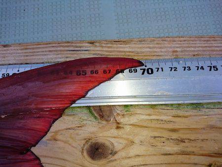 フィッシングボートACE（エース） 釣果