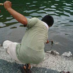 フィッシングエリア帝釈 釣果