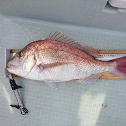 フィッシングボートACE（エース） 釣果