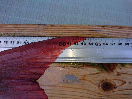 フィッシングボートACE（エース） 釣果