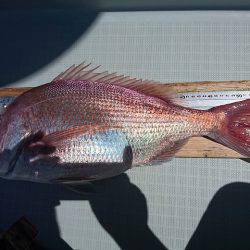 フィッシングボートACE（エース） 釣果