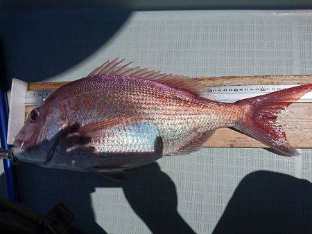 フィッシングボートACE（エース） 釣果