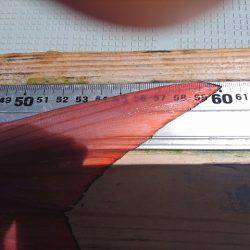 フィッシングボートACE（エース） 釣果