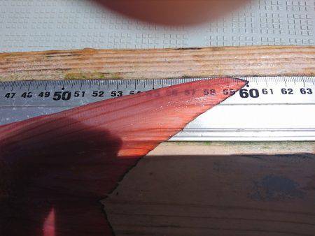 フィッシングボートACE（エース） 釣果