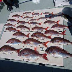 フィッシングボートACE（エース） 釣果