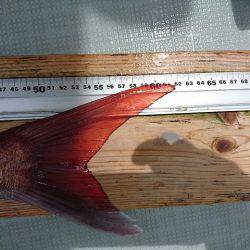 フィッシングボートACE(エース) 釣果