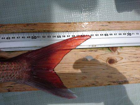 フィッシングボートACE(エース) 釣果