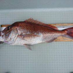 フィッシングボートACE(エース) 釣果