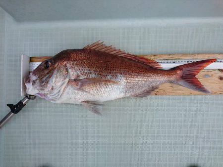 フィッシングボートACE(エース) 釣果