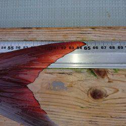 フィッシングボートACE(エース) 釣果