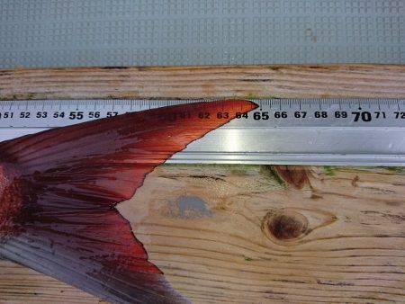 フィッシングボートACE(エース) 釣果