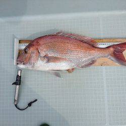 フィッシングボートACE(エース) 釣果