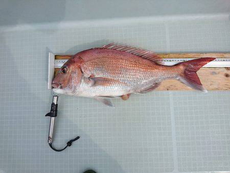 フィッシングボートACE(エース) 釣果