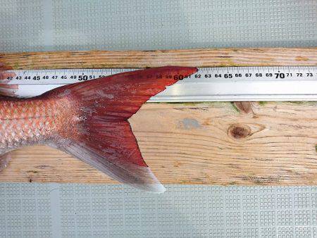 フィッシングボートACE(エース) 釣果