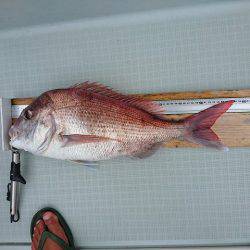 フィッシングボートACE(エース) 釣果