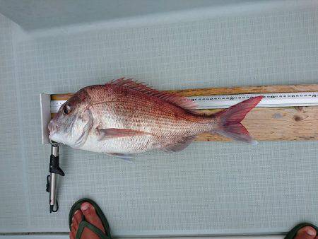 フィッシングボートACE(エース) 釣果