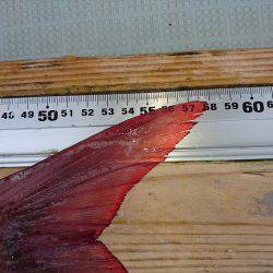 フィッシングボートACE(エース) 釣果