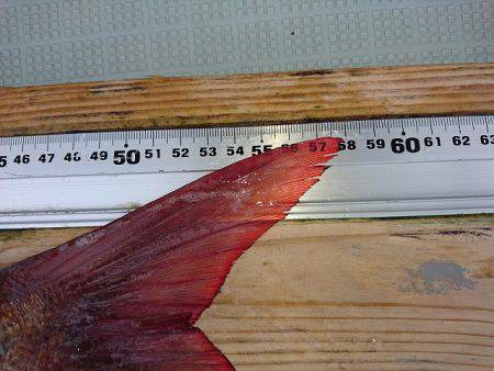 フィッシングボートACE(エース) 釣果