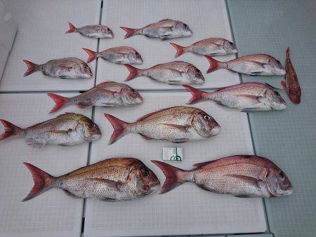 フィッシングボートACE(エース) 釣果