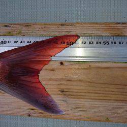 フィッシングボートACE(エース) 釣果