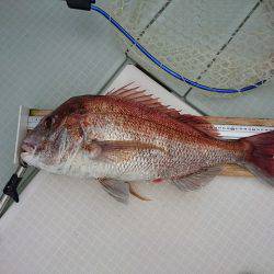 フィッシングボートACE(エース) 釣果