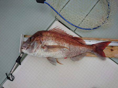 フィッシングボートACE(エース) 釣果