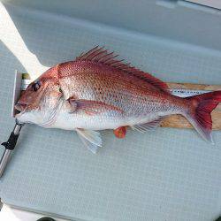 フィッシングボートACE(エース) 釣果