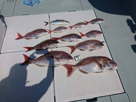 フィッシングボートACE(エース) 釣果