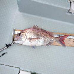 フィッシングボートACE(エース) 釣果